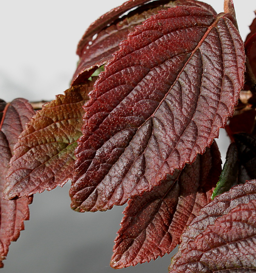 Image of Viburnum plicatum specimen.