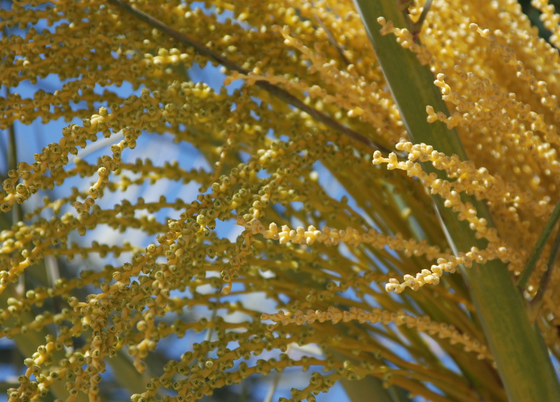 Image of Phoenix dactylifera specimen.