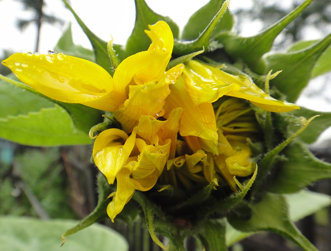 Image of Helianthus annuus specimen.