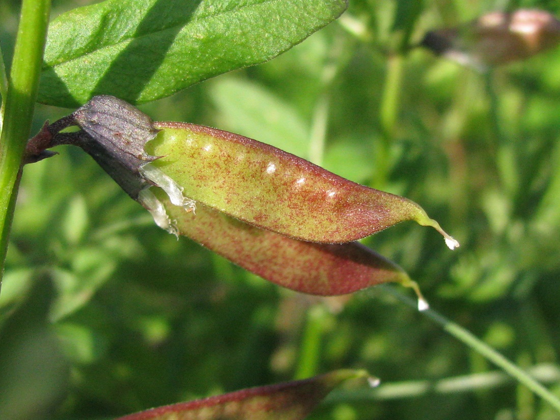 Image of Vicia sepium specimen.