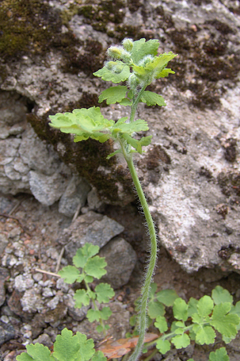 Image of Chelidonium majus specimen.