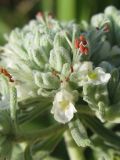 Teucrium capitatum