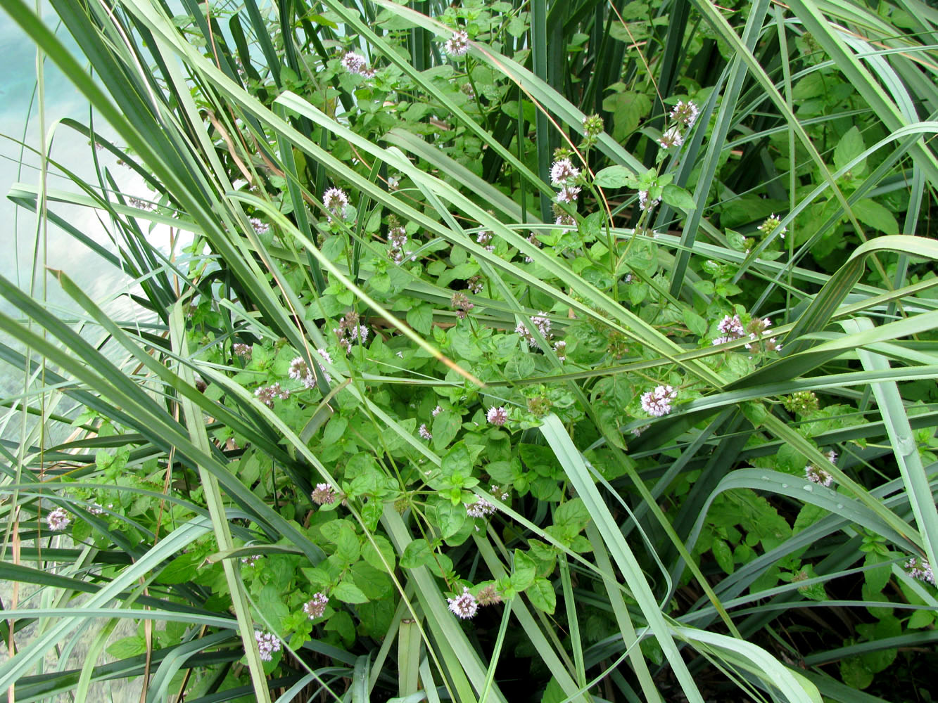 Image of Mentha aquatica specimen.