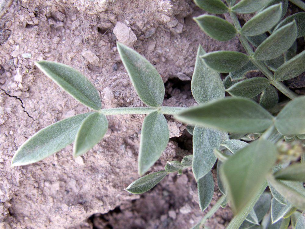 Изображение особи Astragalus schrenkianus.