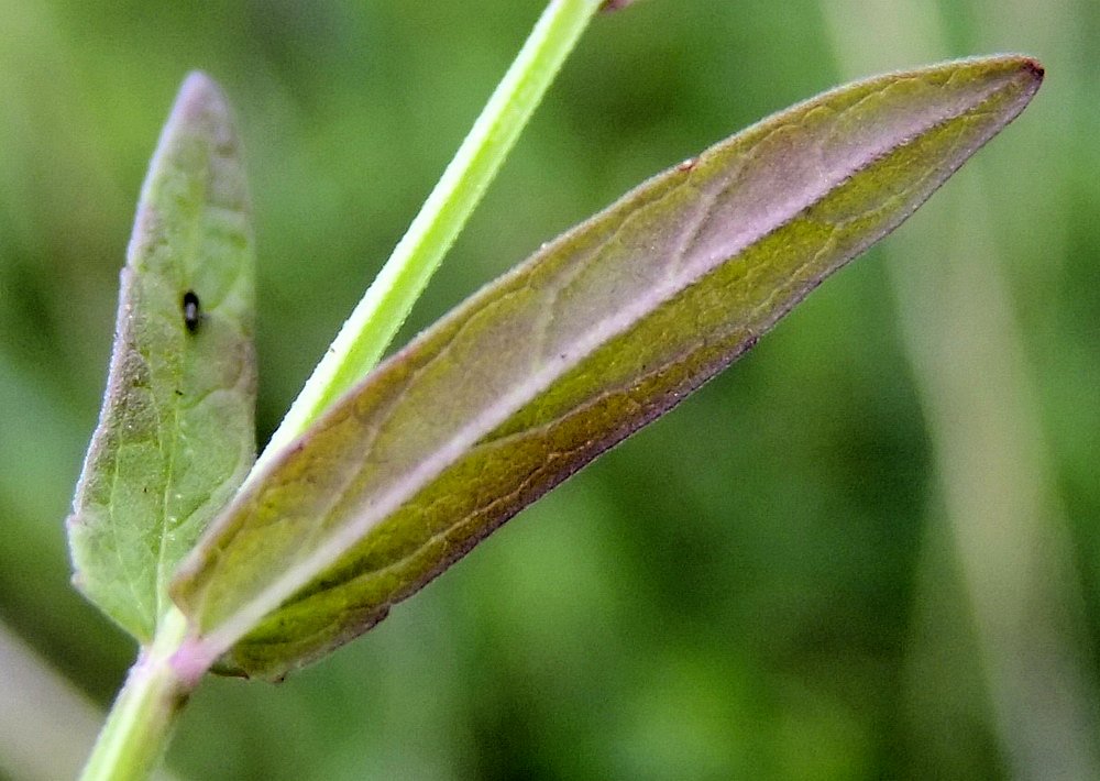 Image of Scutellaria ikonnikovii specimen.