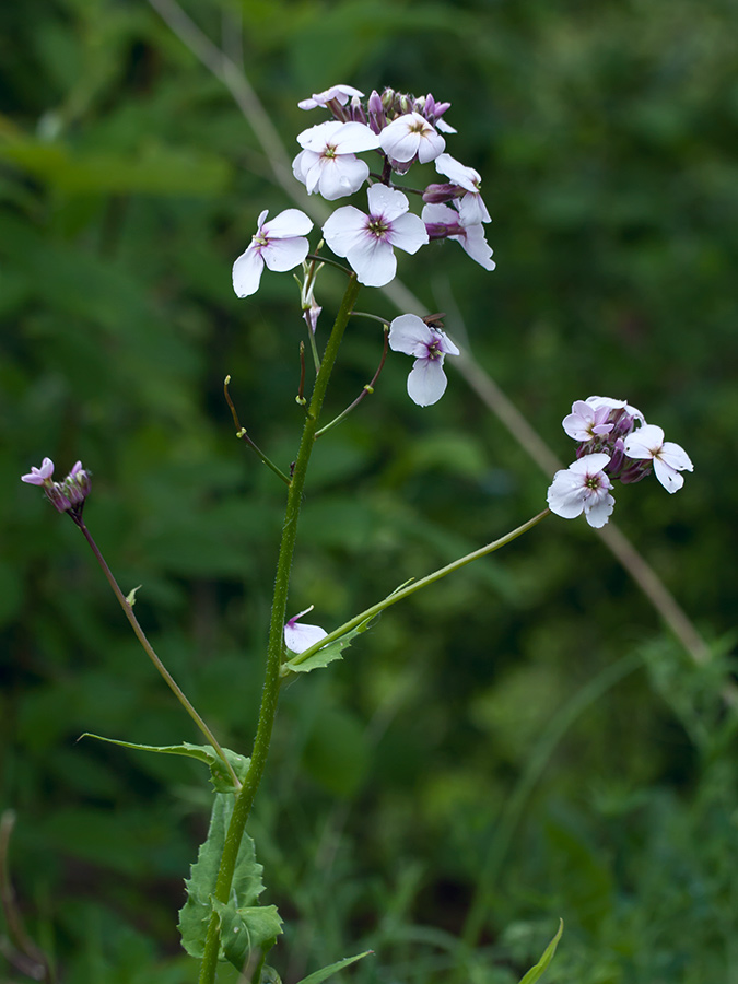 Image of Hesperis matronalis specimen.