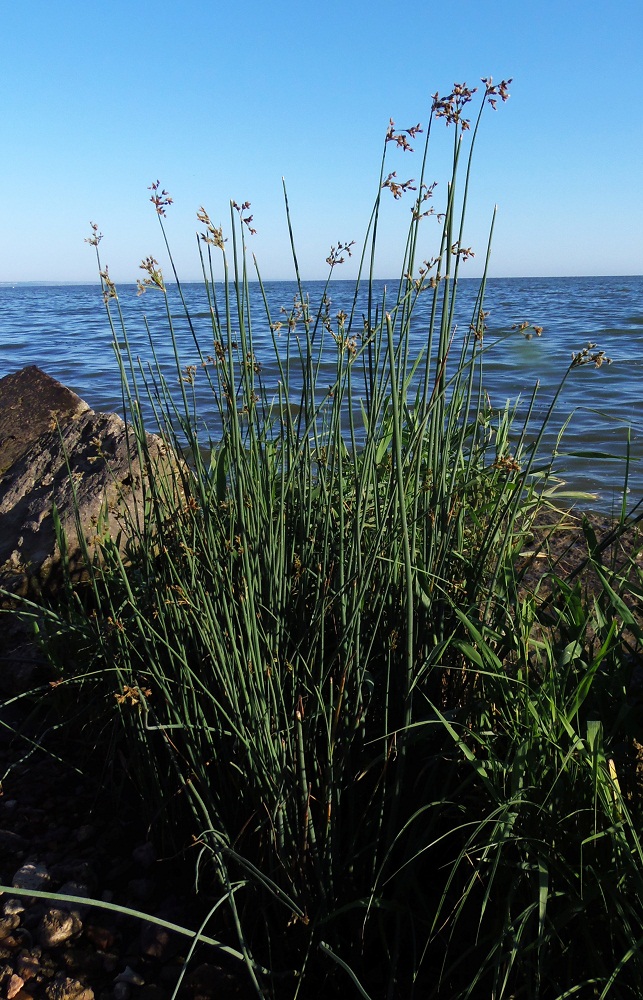 Image of Schoenoplectus tabernaemontani specimen.