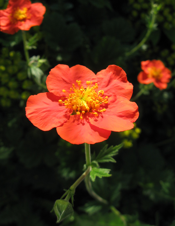 Image of Geum quellyon specimen.