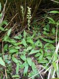 Tulotis ussuriensis. Цветущие растения в редкостойном ольшанике (Alnus japonica). Приморский край, г. Находка. 01.08.2013.