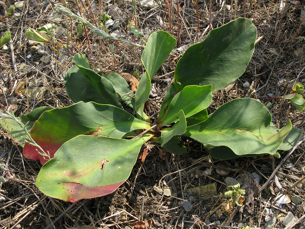 Image of Limonium scoparium specimen.