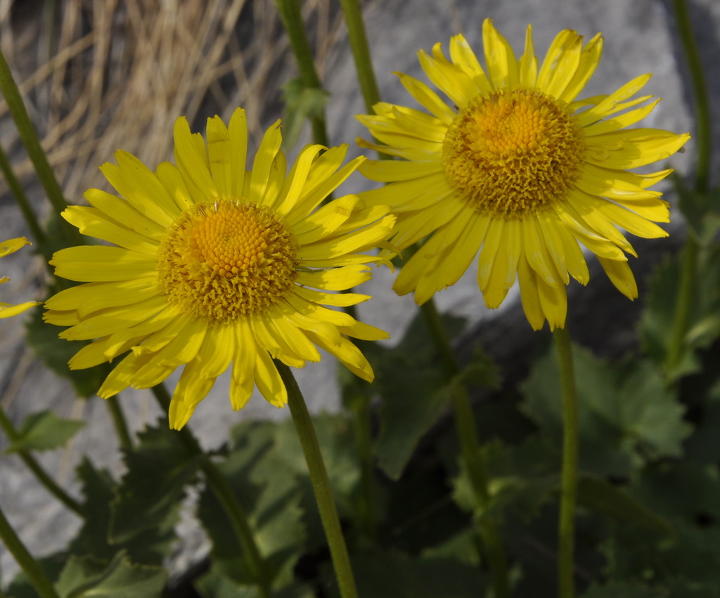 Image of Doronicum columnae specimen.