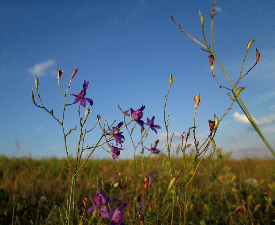 Image of Delphinium consolida specimen.