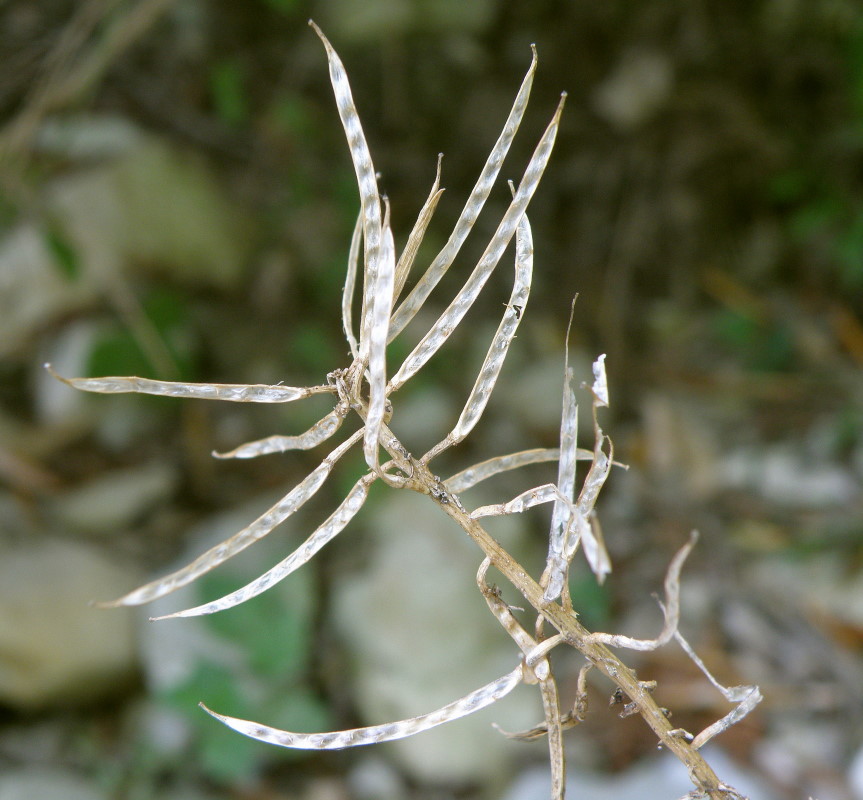 Image of Barbarea arcuata specimen.