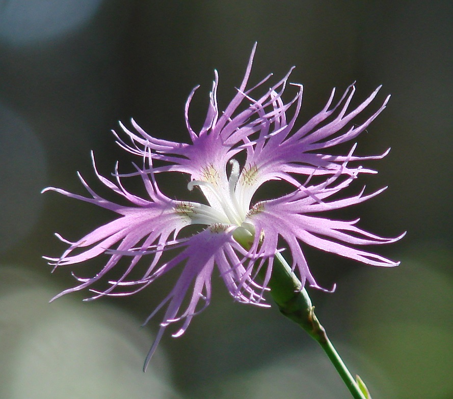 Изображение особи Dianthus superbus.