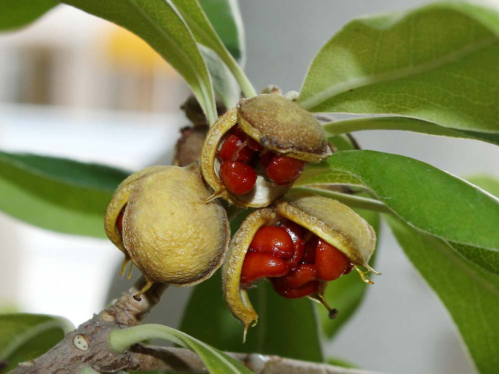 Image of Pittosporum tobira specimen.