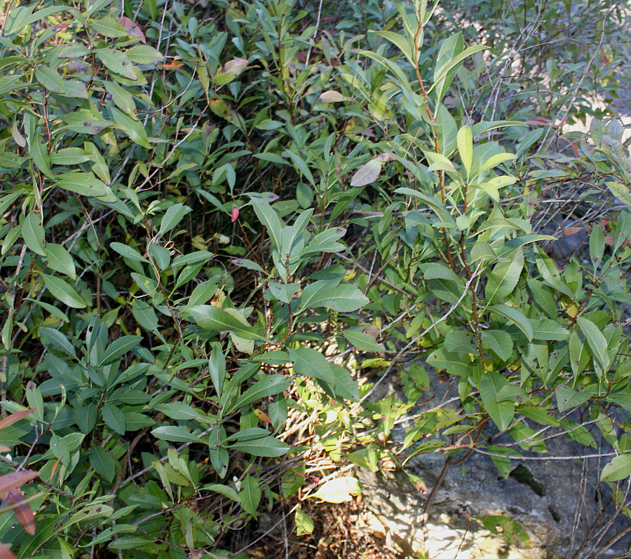 Image of Amygdalus nana specimen.