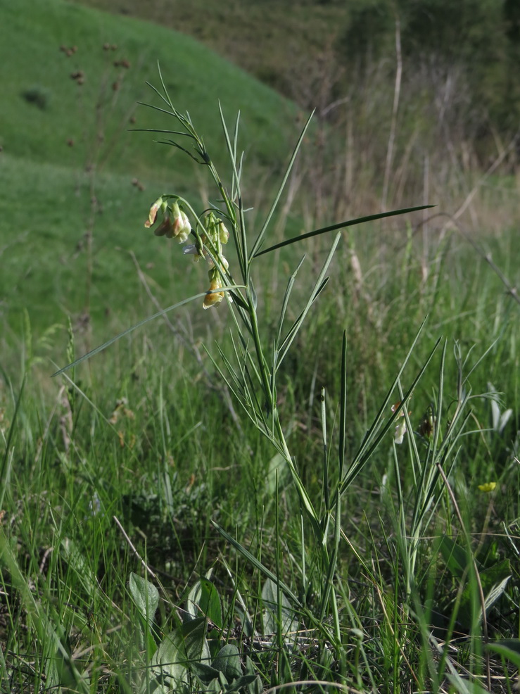 Image of Lathyrus lacteus specimen.