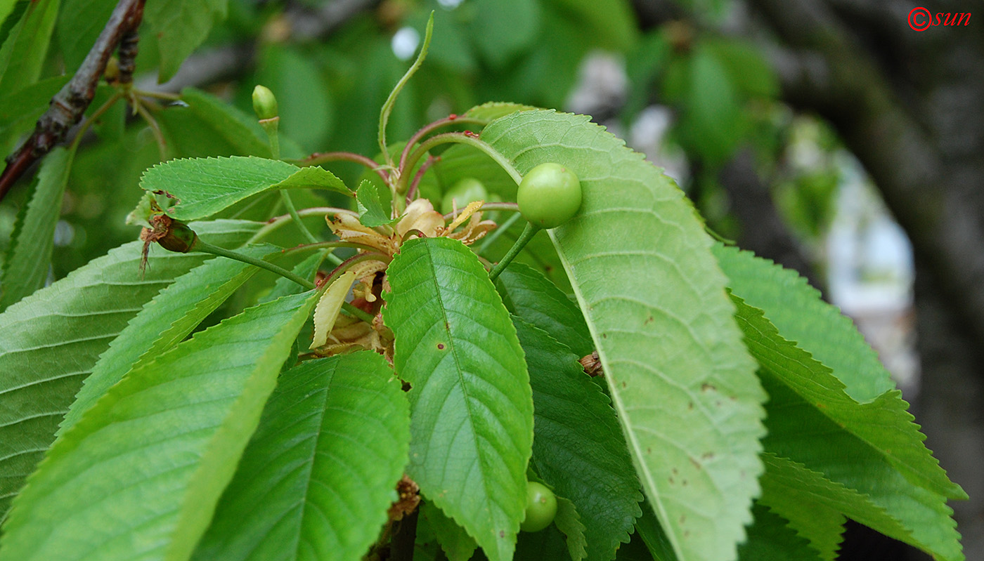 Image of Cerasus avium specimen.