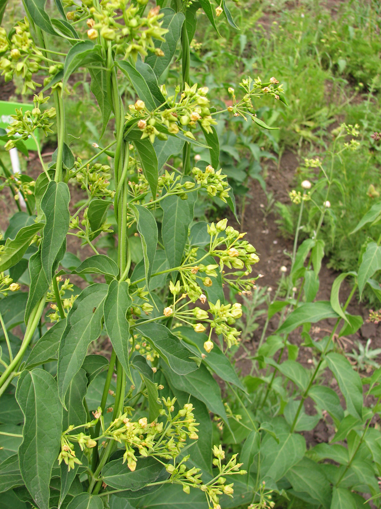 Image of Vincetoxicum flavum specimen.