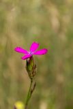 genus Dianthus