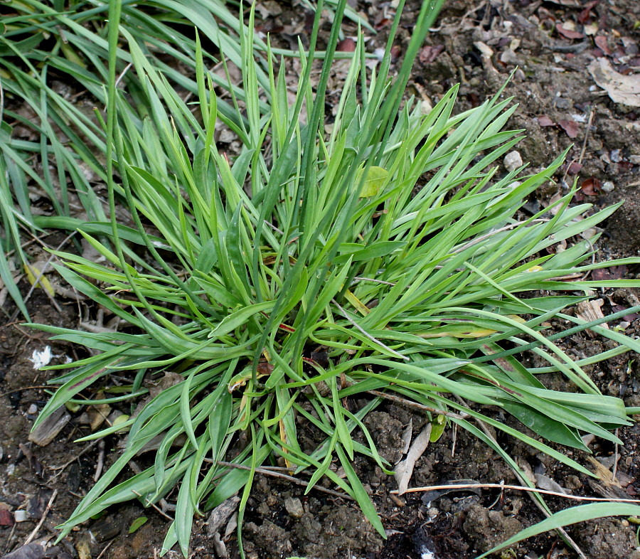 Изображение особи Armeria alliacea.