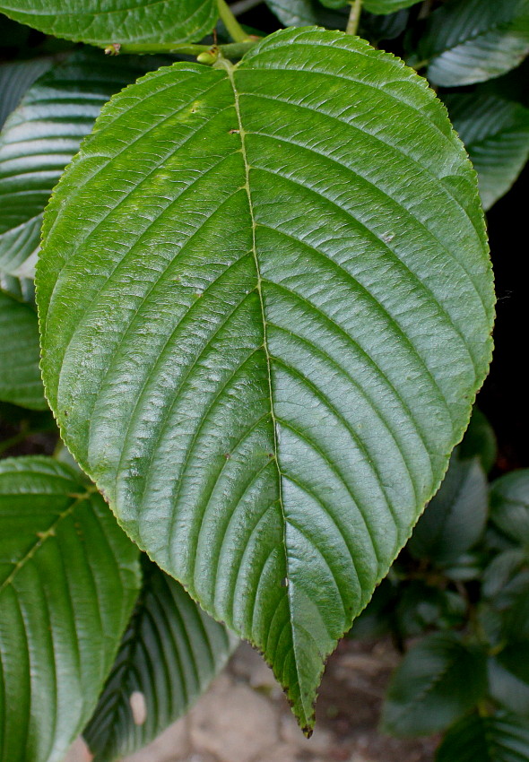 Image of Rhamnus alpina ssp. fallax specimen.