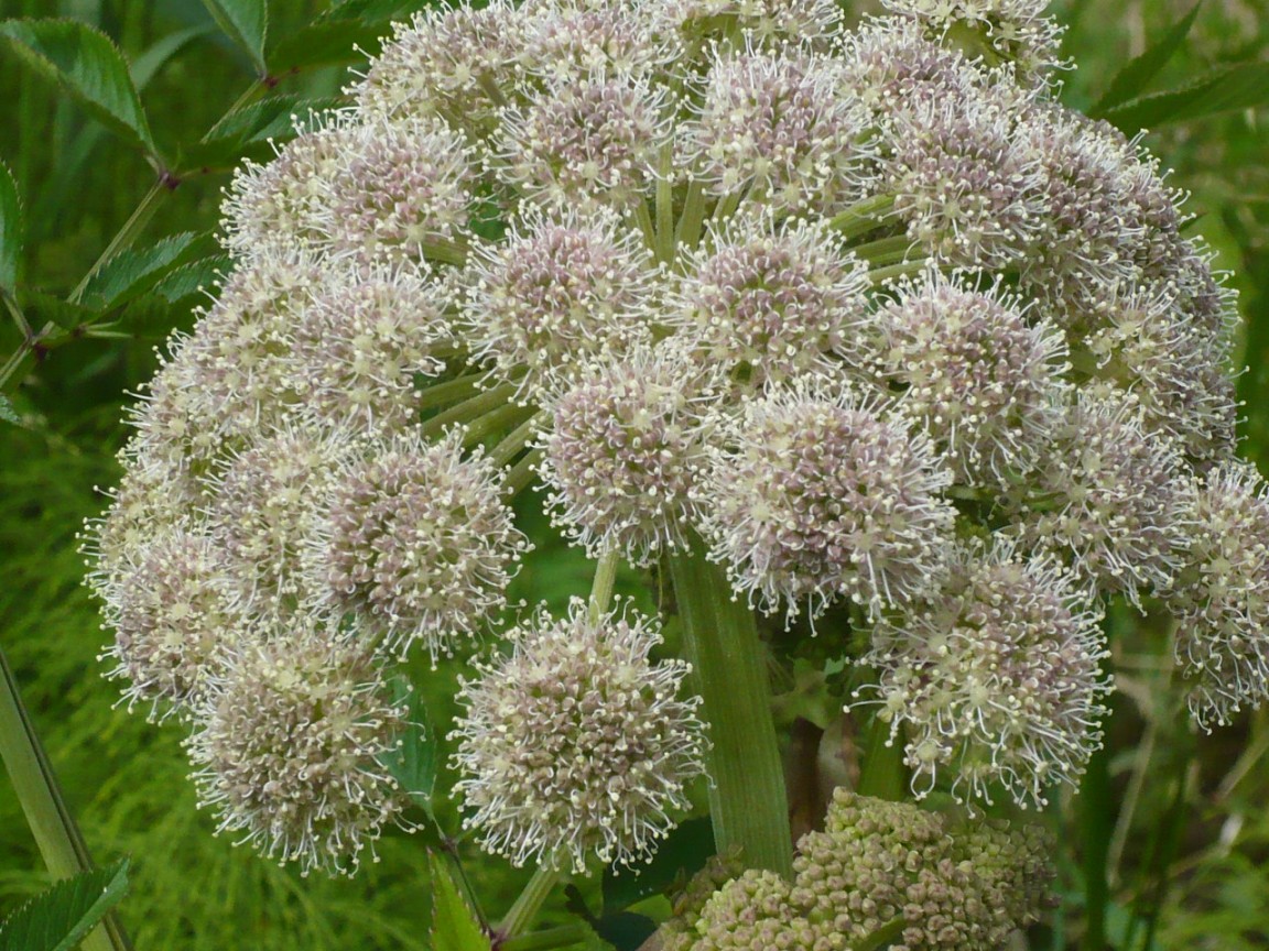 Image of Angelica sylvestris specimen.