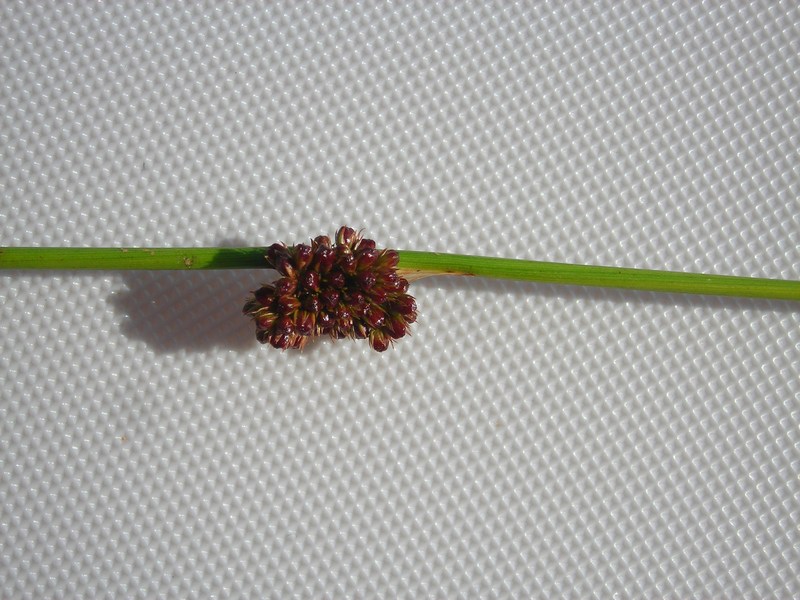 Image of Juncus conglomeratus specimen.