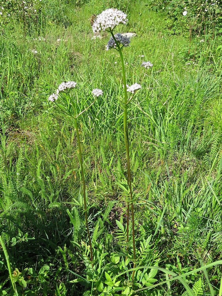 Image of Valeriana dubia specimen.