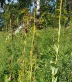 Ligularia glauca