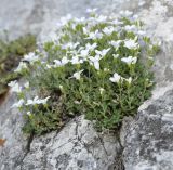 Arenaria cretica