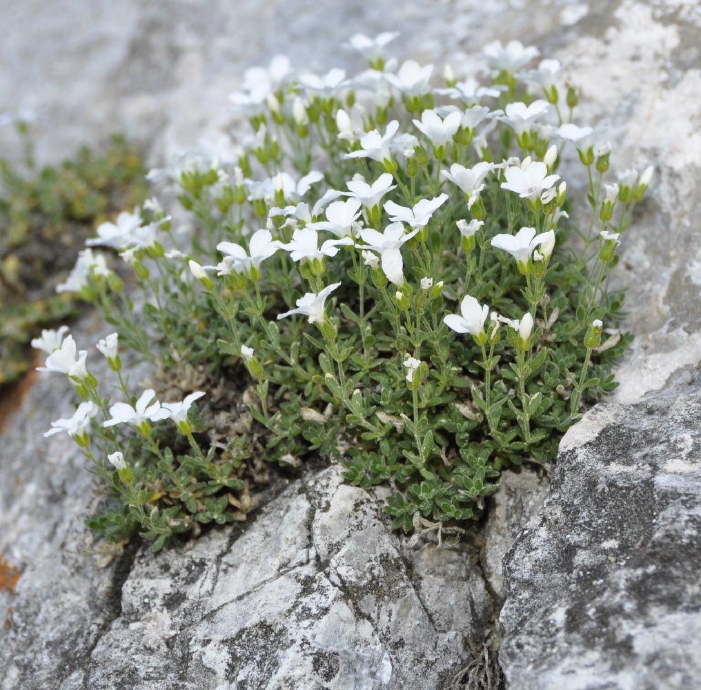 Image of Arenaria cretica specimen.