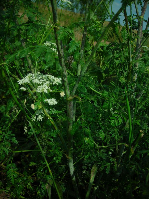 Image of Conium maculatum specimen.