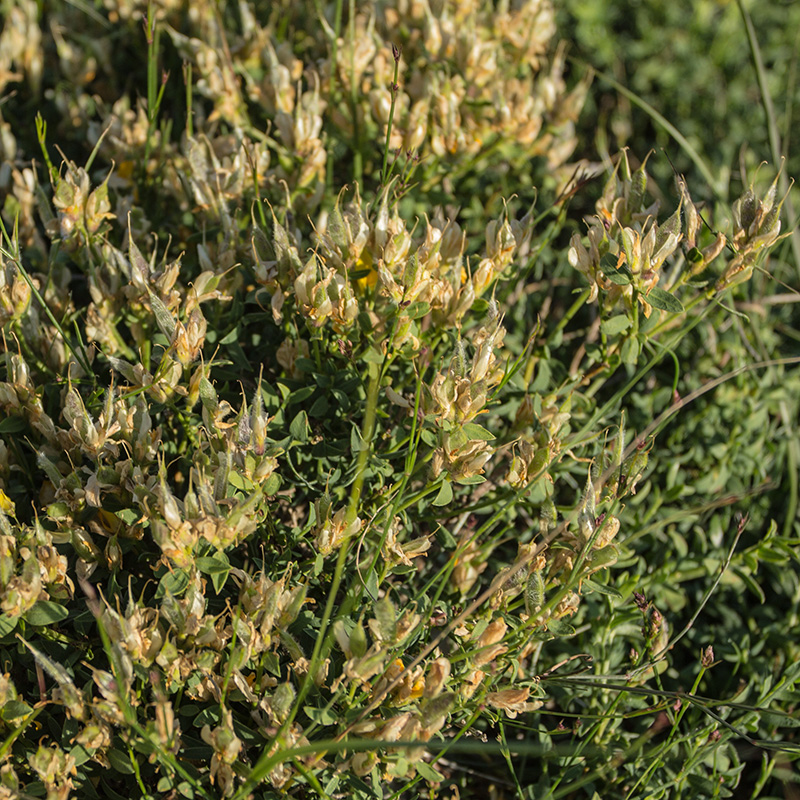 Изображение особи семейство Fabaceae.