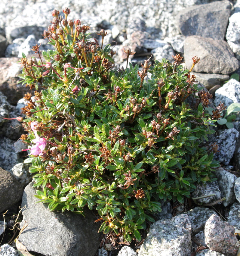 Image of Rhododendron calostrotum ssp. keleticum specimen.