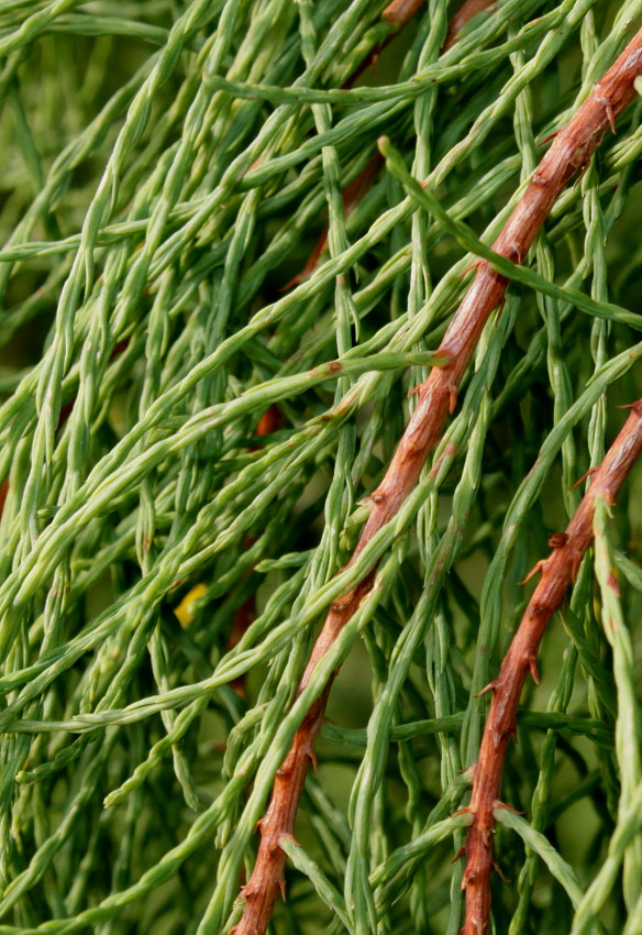 Image of Taxodium distichum var. imbricatum specimen.