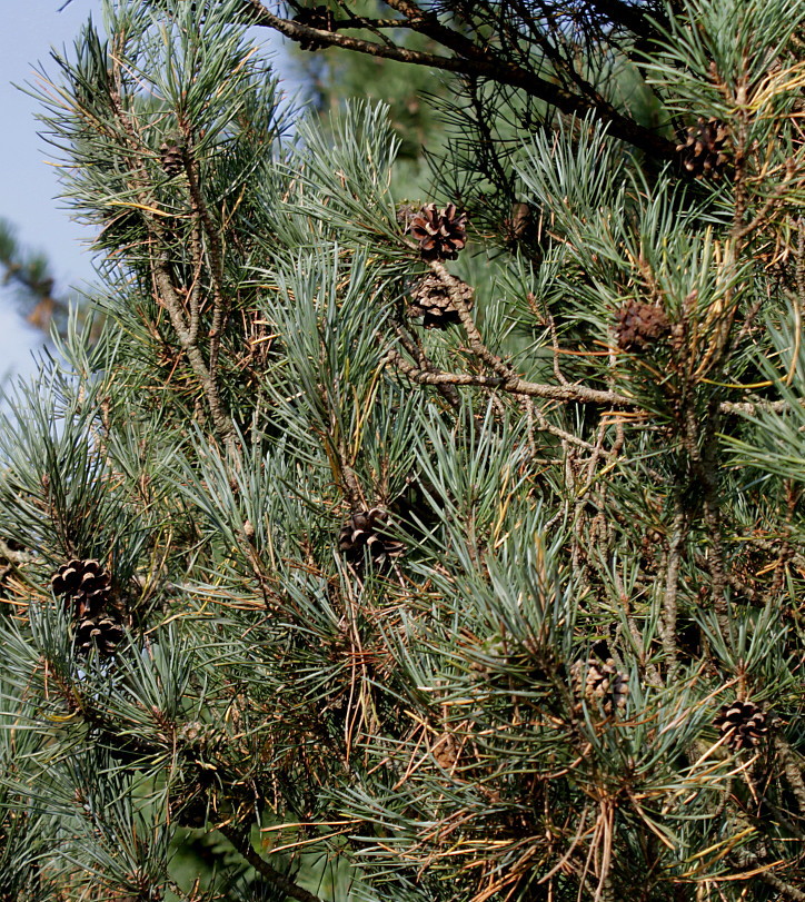 Image of Pinus sylvestris specimen.