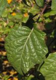 Datura stramonium variety inermis. Лист. Украина, г. Запорожье, ул. Леппика, в сквере. 19.10.2014.