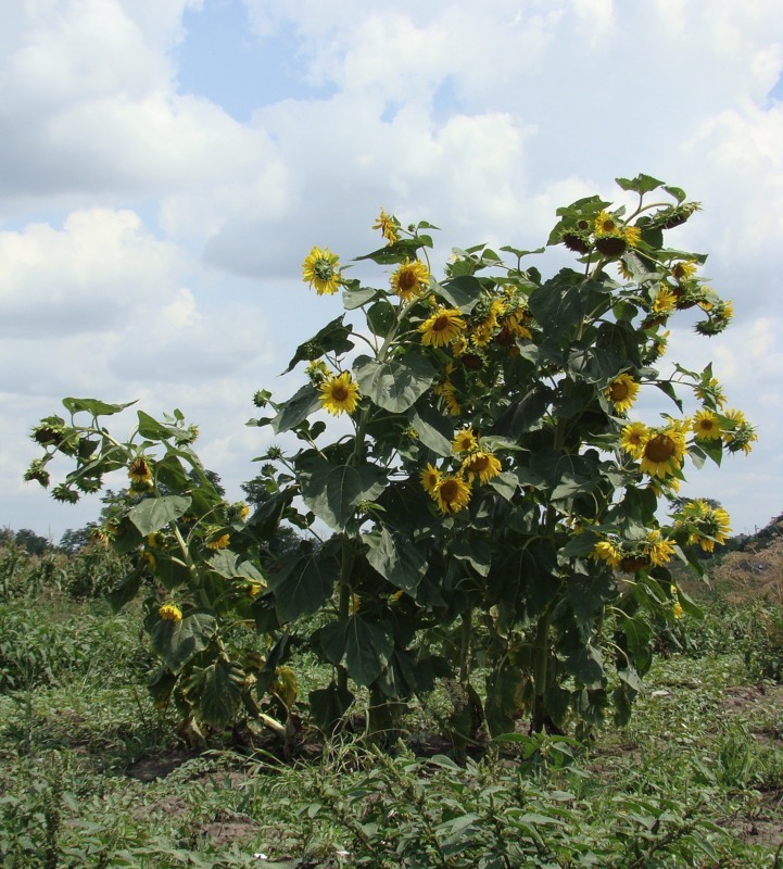 Image of Helianthus annuus specimen.