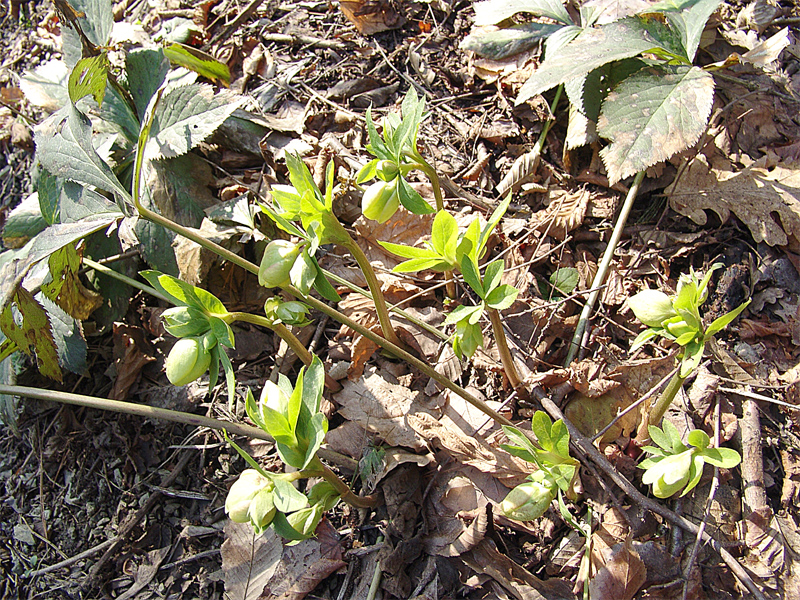 Image of Helleborus caucasicus specimen.