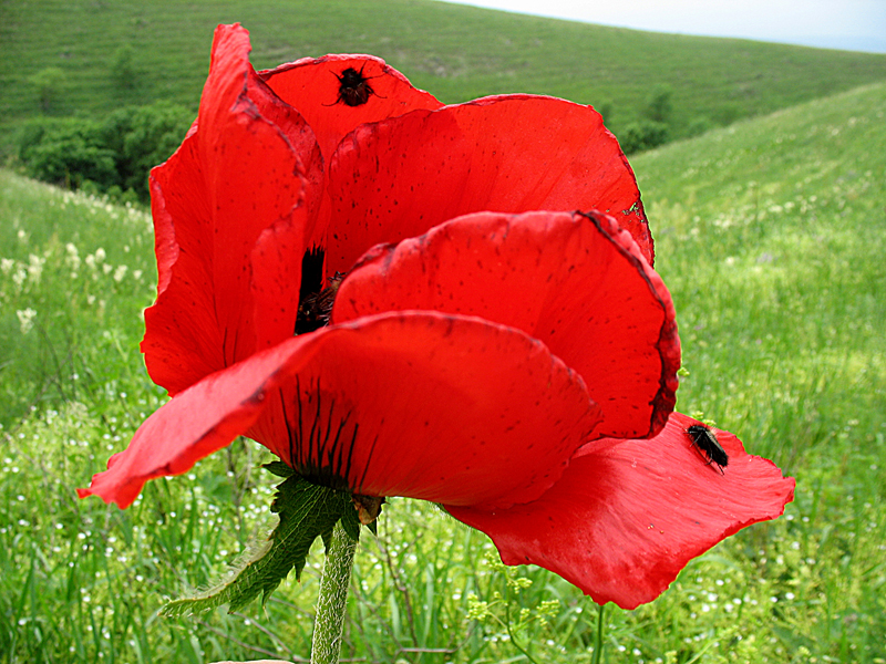 Image of Papaver bracteatum specimen.