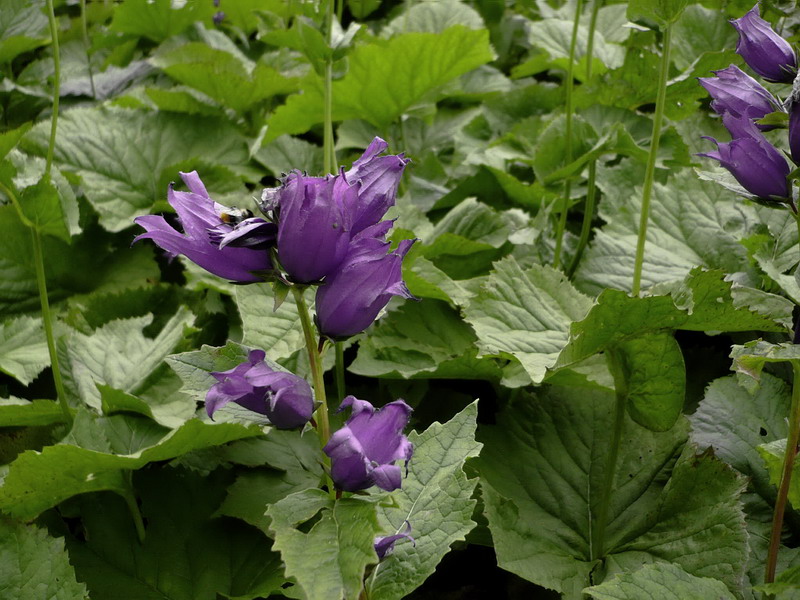 Изображение особи Campanula latifolia.