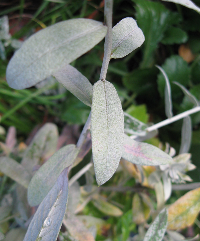 Изображение особи Artemisia ludoviciana.