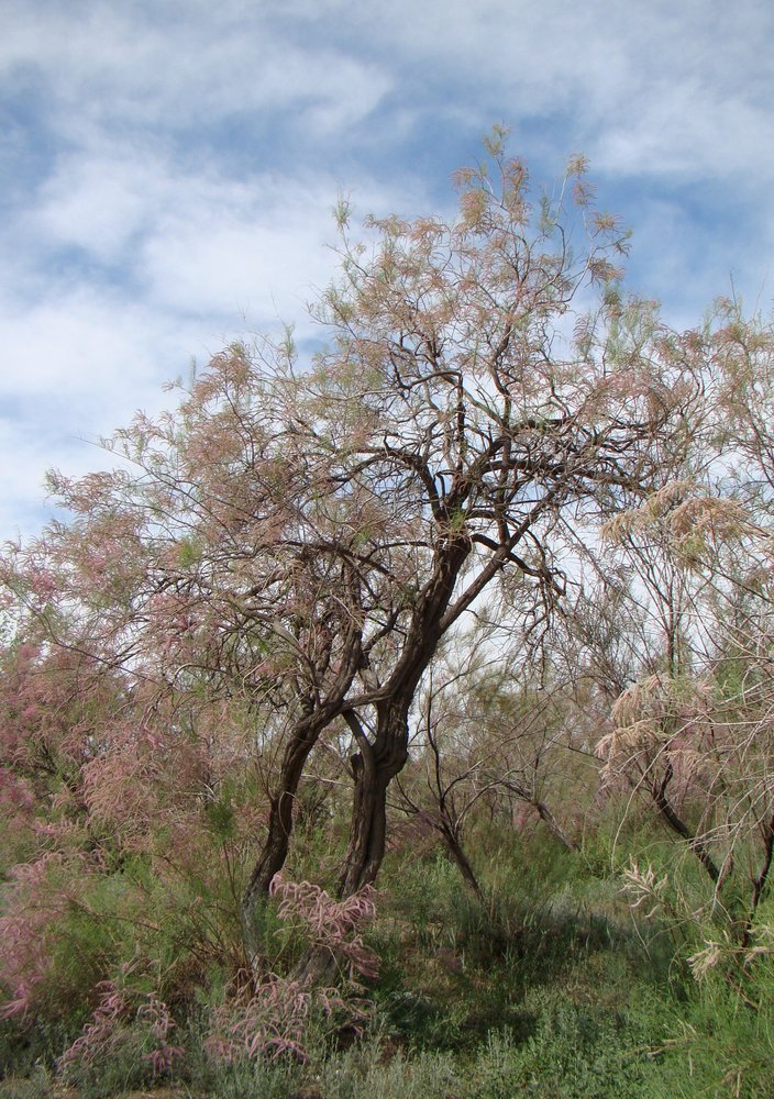 Image of genus Tamarix specimen.