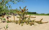 Rumex maritimus. Плодоносящее растение. Окр. Архангельска, вторичное песчаное местообитание. 05.08.2014.