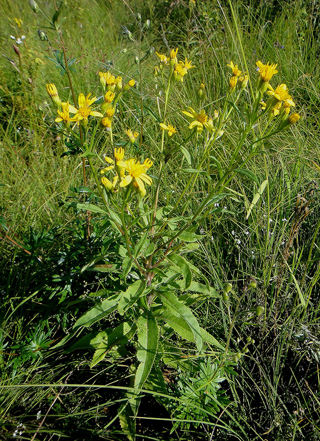 Image of Senecio nemorensis specimen.