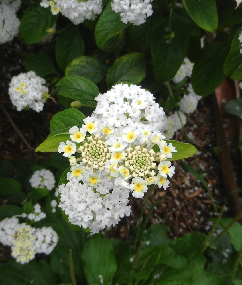 Изображение особи Lantana camara.