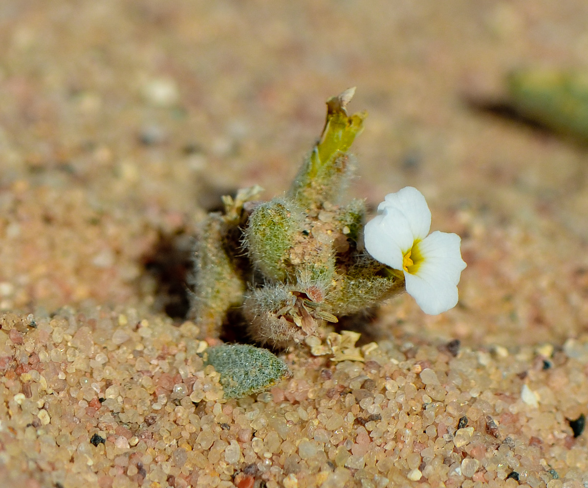 Image of Morettia canescens specimen.