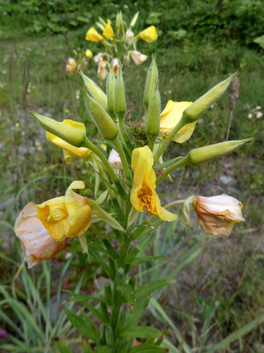 Image of Oenothera biennis specimen.