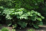 Gunnera manicata. Цветущее растение. ФРГ, Нижняя Саксония, Ольденбург, ботанический сад Ольденбургского университета. 19 мая 2007 г.